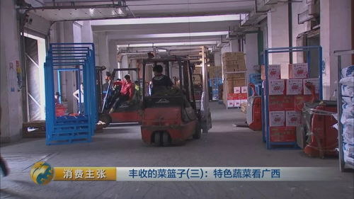 100多斤的冬瓜 像西瓜一樣的木瓜......廣西的各種特色蔬菜,您吃過嗎